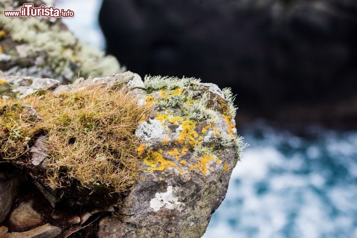 Immagine Dettaglio di muschi e licheni in inverno alle Faroe: ci troviamo sull'isola Pie meridionale - © Michela Garosi / TheTraveLover.com
