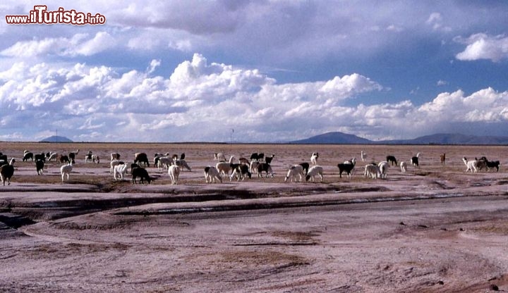 Immagine Ande Bolivia un branco di lama -  Foto di Giulio Badini i Viaggi di Maurizio Levi 