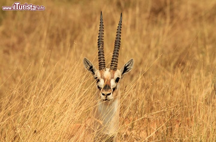 Immagine La vegetazione del Parco Nazionale del Serengeti (Tanzania, Africa) è perfetta per nascondere una giovane antilope. L'ambiente è quello tipico della savana subsahariana, con praterie aride ma anche zone alberate e boscaglia spinosa  - © Andaman / Shutterstock.com