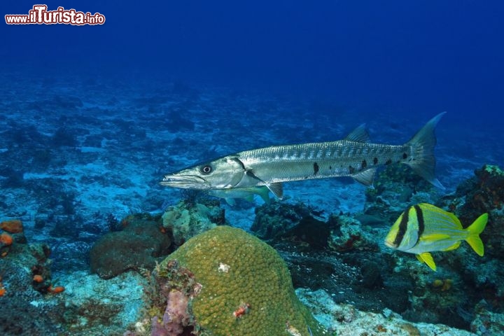 Immagine Un pesce barracuda lungo i fondali dell'isola di Cozumel, una classica meta "diving" del Messico, nella Riviera Maya - © Brian Lasenby / Shutterstock.com