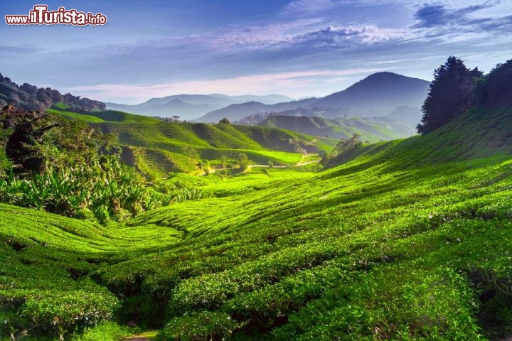 Immagine Bucoloci paesaggi nelle Cameron Highland, Malesia.