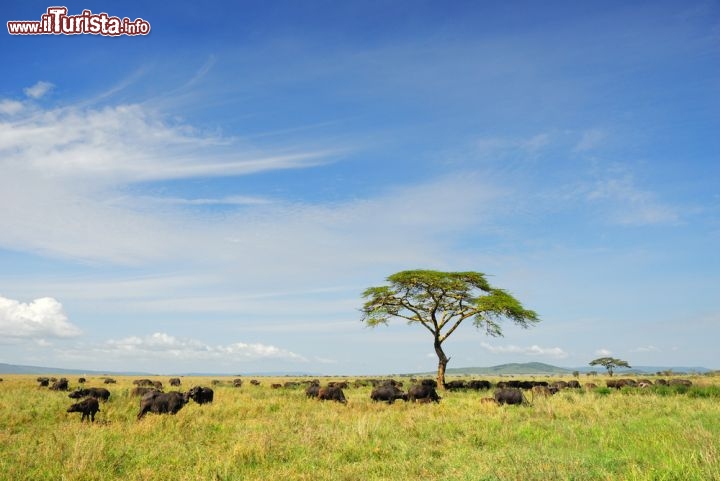 Immagine Mandrie di bufali nel Parco Nazionale del Serengeti, Tanzania, Africa. Il nome della riserva, che è anche il nome dell'omonima pianura, nella lingua masai locale significa proprio "pianura senza confini"... guardandosi intorno e ammirando la savana subsahariana si ha davvero la sensazione di un orizzonte illimitato   - © Oleg Znamenskiy / Shutterstock.com