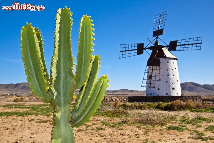 Immagine Cactus e mulino a vento a Fuerteventura. Il vento è una delle caratteristiche di Fuerteventura e bene lo sanno gli appassionati di wind e kite surf che amano molto le spiagge di questa isola. Il clima arido inoltre garantisce un gran numero di giornate assolate, ideale per delle vacanze di mare - © Matej Kastelic / Shutterstock.com