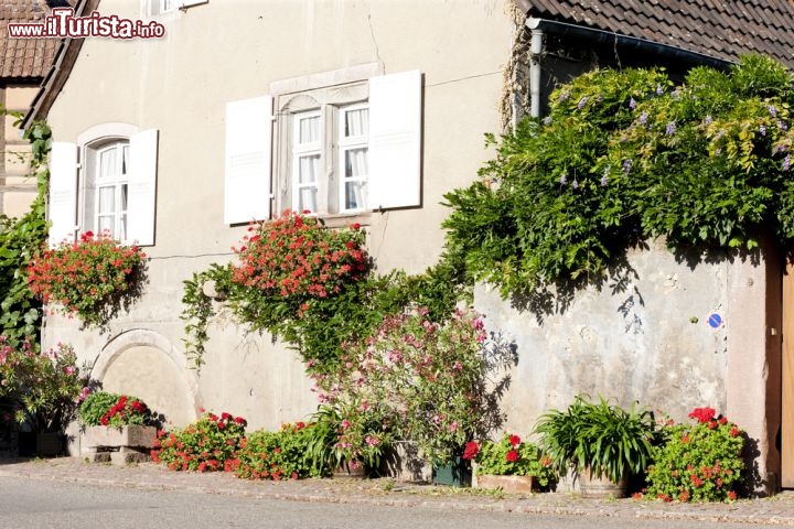 Immagine Casa tipica a Hunawihr in Alsazia, località della Francia centro orientale - © PHB.cz (Richard Semik) / Shutterstock