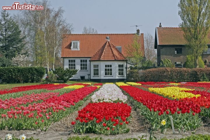 Immagine Case olandesi e tulipani colorati, il magico scenario primaverile di Lisse in Olanda  - © Shutterschock / Shutterstock.com