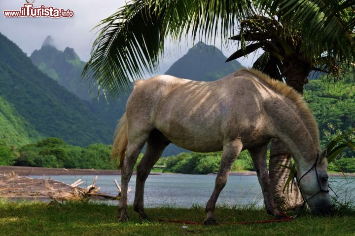 Immagine Cavallo in spiaggia a Tahiti