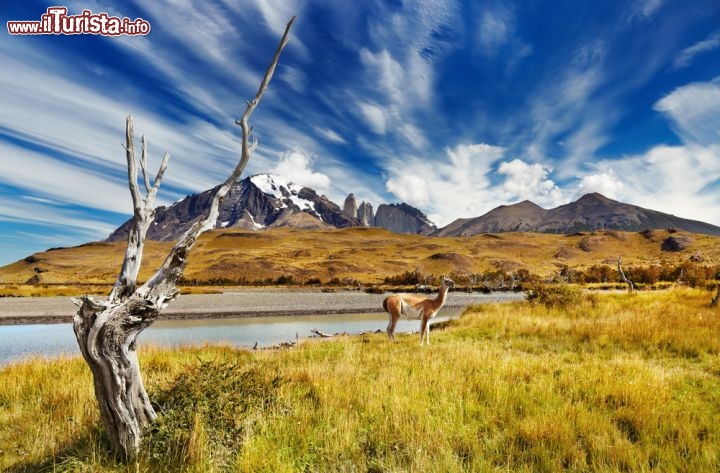 Immagine Il mutevole cielo della Patagonia con guanaco incorniciato dalle montagne del Torres del Paine in Cile - © Pichugin Dmitry / Shutterstock.com
