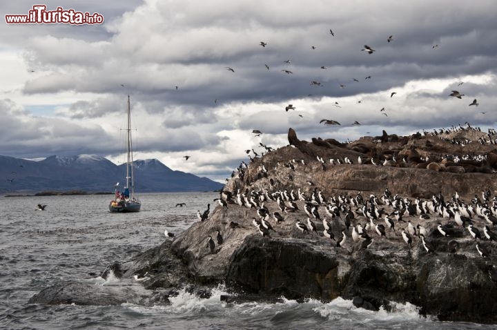 Immagine Colonia di pinguini (Pinguinera) nella Terra del Fuoco nei pressi di Ushuaia in Argentina - © Ksenia Ragozina / Shutterstock.com