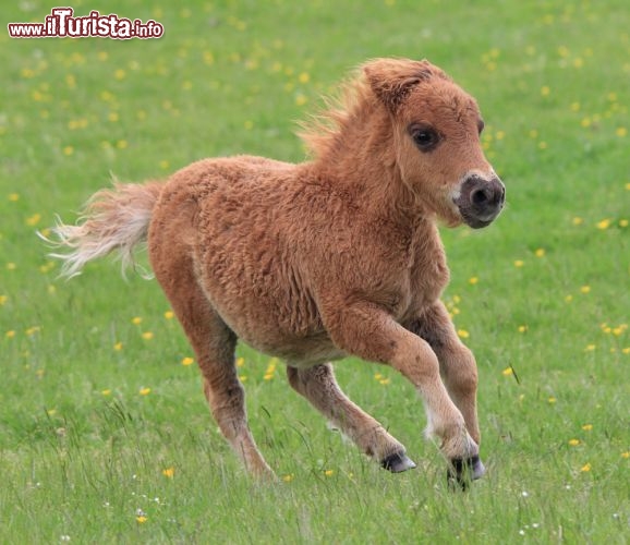 Immagine Cucciolo di Pony al galoppo sulle Isole Shetland in Scozia - © Maria Gaellman / Shutterstock.com