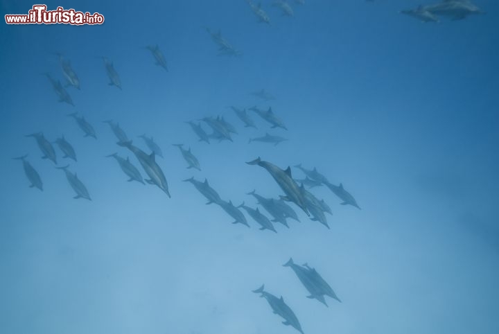 Immagine Delfini a nord di Berenice: immersioni a Sataya, nel Mar Rosso meridionale dell'Egitto - © Anna segeren / Shutterstock.com