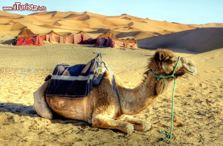 Immagine Dromedario e campo tendato beduino nel Sahara: sullo sfondo il profilo dell'Erg Chebbi il campo delle dune di Merzouga nel Marocco - © Chantal de Bruijne / Shutterstock.com