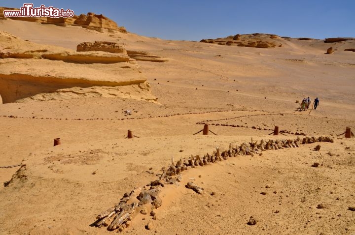 Immagine Un esemplare di Durodonte, una balena fossile a Wadi al-Hitan in Egitto - In collaborazione con I Viaggi di Maurizio Levi