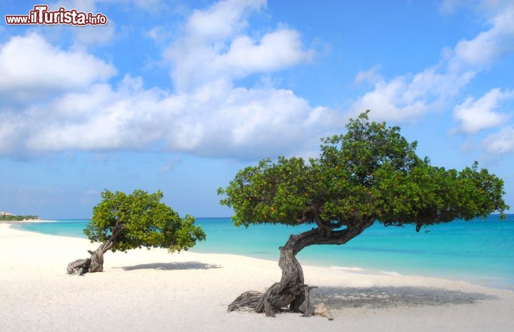 Immagine Eagle beach, la spiaggia dell'aquila marina, con le sabbie bianche e gli alberi divi-divi si trova sull'isola di Aruba ai Caraibi - © David P. Smith / Shutterstock.com