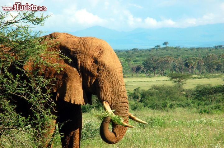 Immagine Elefante africano in Parco della Tanzania - Foto di Giulio Badini