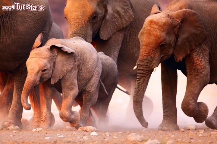 Immagine Elefanti in marcia nel deserto di Etosha, dove si trova uno dei parchi nazionali più celebrati della Namibia - © Johan Swanepoel / Shutterstock.com