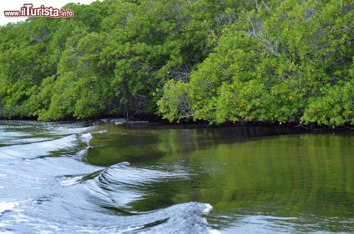 Immagine Escursione in barca tra i canali delimitati dalle mangrovie che popolano il Parco Nazionale di Montecristi in Repubblica Dominicana, non distanti dal confine con Haiti