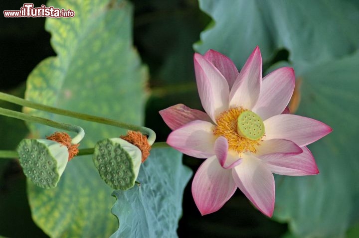 Immagine Fiore di loto nel lago dell'Ovest, il famoso bacino di Hangzhou in Cina