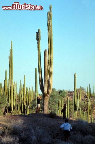 Immagine Foresta di cactus in Bassa California del Sud, Messico - Foto di Giulio Badini