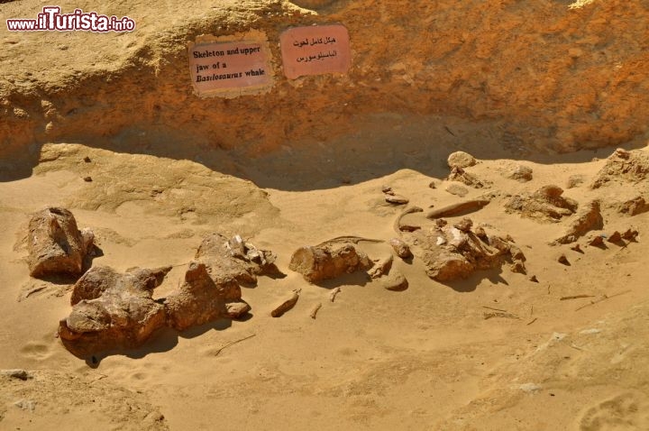 Immagine Fossile di Basilosauro: la mascella di una balena fossile a Wadi al-Hitan in Egitto - In collaborazione con I Viaggi di Maurizio Levi