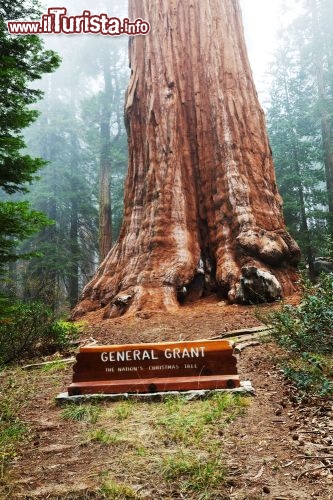 Immagine General Grant è la seconda grande sequoia del parco nazionale di Sequoia - Kings Canyon della California. L'albero raggiunge gli 81,5 metri, ha un diametro alla base di 8,8 metri, che equivale ad una circonferenza di 32,8 metri - © Galyna Andrushko / Shutterstock.com
