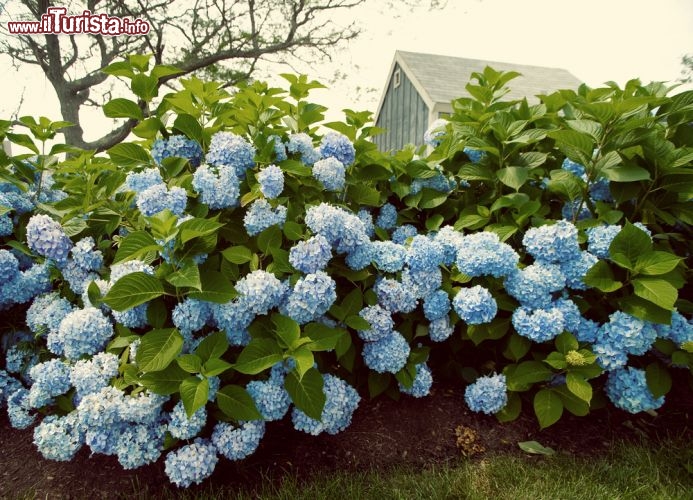 Immagine Giardino fiorito di una casa a Hyanni, nel Massachusets (USA) - © Joyce Vincent / Shutterstock.com