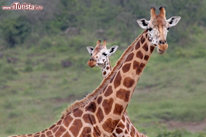 Immagine Due giraffe posano sulle praterie intorno al Lake Nakuru National Parl in Kenya: siamo lungo la Rift Valley dell'Africa - © Ryan M. Bolton / Shutterstock.com