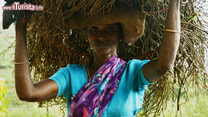 Immagine Hatton Sri Lanka: una donna con sari incontrata fra le piantagioni - © Michela Garosi / TheTraveLover.com