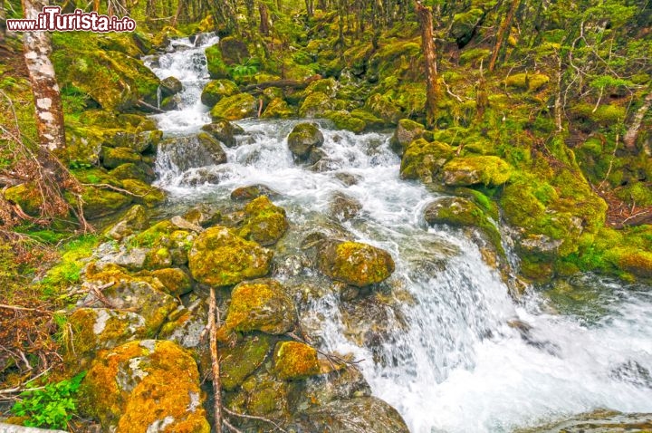 Immagine Hukurere Creek, Nelson Lakes National Park, regione di Tasman in Nuova Zelanda - © Wildnerdpix / Shutterstock.com