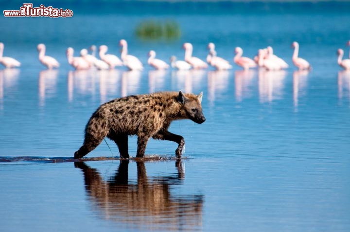 Immagine Un iena a caccia nel Parco Nazionale di Nakuru in Kenya. L'omonimo lago è famoso per i suoi fenicotteri rosa, e le sue acque alcaline - © Andrew Molinaro / Shutterstock.com