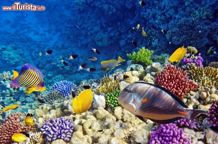 Immagine Immersione sul reef a Sharm el Sheikh: siamo nelle acque del Mar Rosso settentrionale, lungo la Penisola del Sinai, dove si trovano alcuni tratti di barriera corallina tra i più belli di tutto l'Egitto - © Brian Kinney / Shutterstock.com