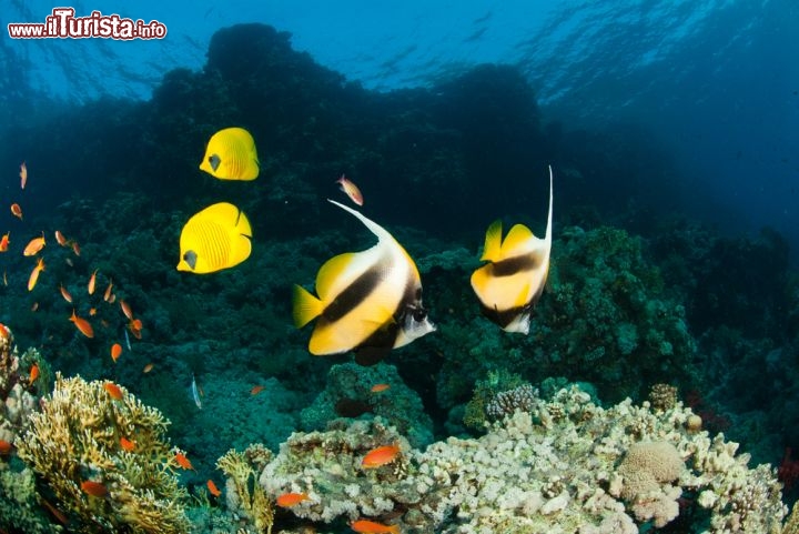 Immagine Immersioni a Ras Mohammed, il parco nazionale del Sinai nel Mar rosso - © FAUP / Shutterstock.com