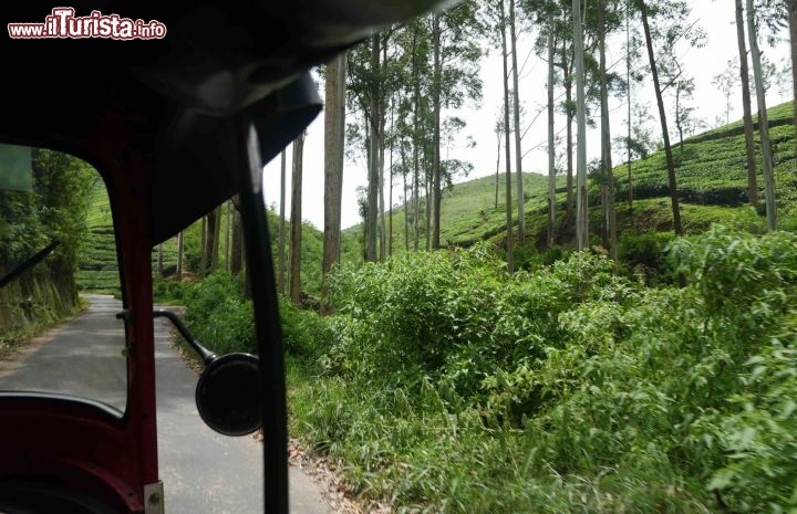 Immagine La vista da uno dei tradizionali tuk tuk lungo le strade strette che si snodano fra le colline dello Sri Lanka, Hill Country, dominate dal verde delle piantagioni e qualche eucalipto - © Michela Garosi / TheTraveLover.com