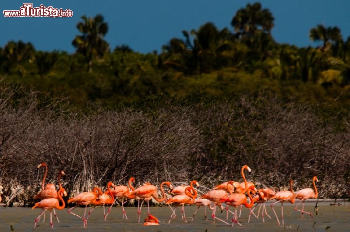 Immagine Laguna di Oviedo: birdwatching a Santa Cruz de Barahona, nella penisola ad ovest di Santo Domingo - © Dominican Repubblic Ministry of Tourism