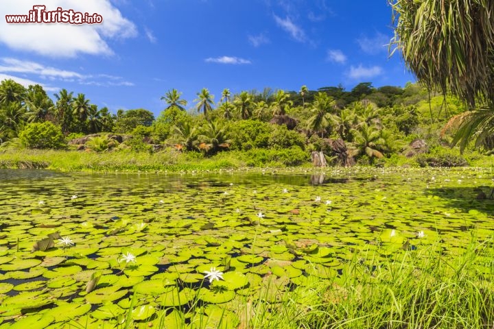 Immagine Laguna con ninfee alle isole Seychelles, nei pressi di Baie Lazare - © Tilo G / Shutterstock.com