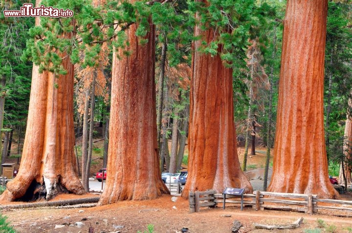 Immagine Le cortecce rosse delle sequoie della California in USA. E' per questo motivo che questi alberi vengono chiamati Redwood  - © Sahani Photography / Shutterstock.com