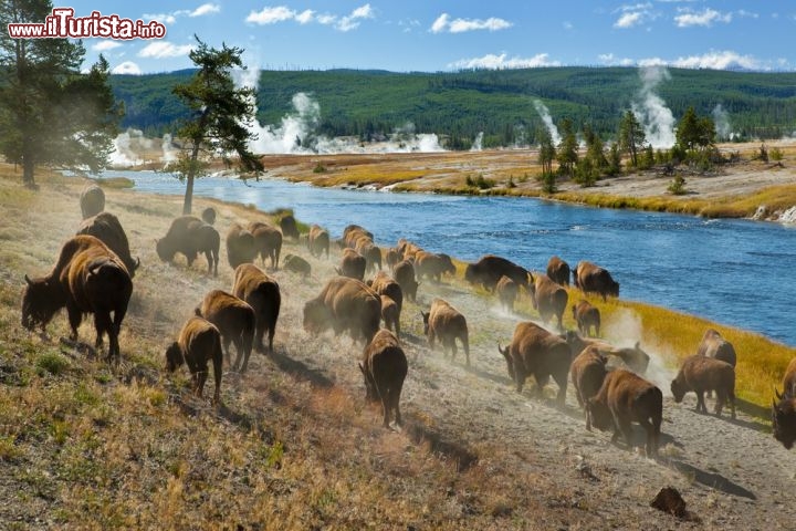 Immagine Mandria di bisonti nel Firehole River: Ci troviamo nel Midway Geyser Basin presso il parco del Yellowstone National Park  - © Lee Prince / Shutterstock.com