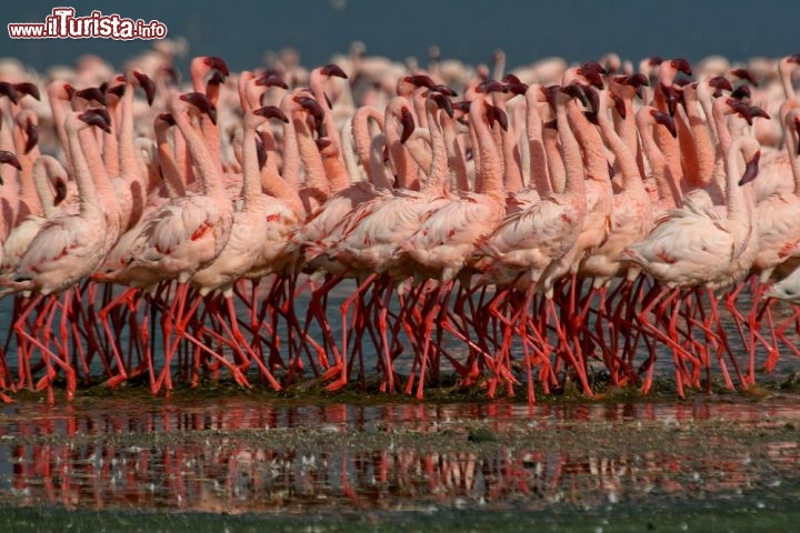 Immagine La marcia dei fenicotteri sul Lago Nakuru in Kenya. Si tratta di un bacino dalle acque alcaline, attorno al quale vivono moltissime specie di animali, dagli erbivori ai grandi carnivori. La zona è protetta da uno dei parchi nazionali più importanti del Kenya - © Steffen Foerster / Shutterstock.com
