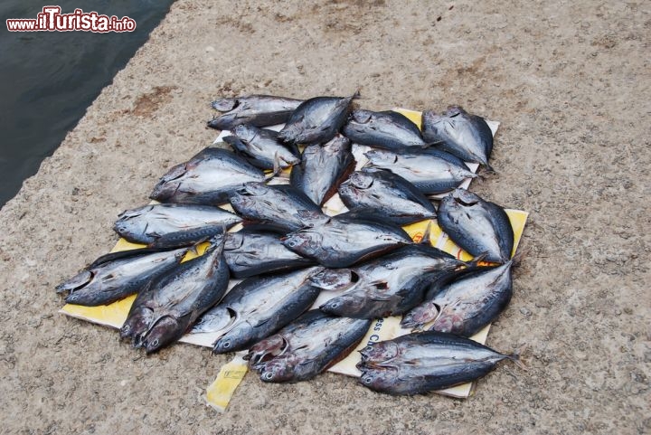 Immagine Il mercato di Mindelo (São Vicente): pesce fresco appena pescatoa nel mare di Capo Verde  - © Maria Menshova / Shutterstock.com