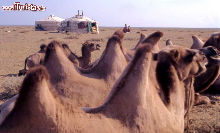 Immagine Mongolia mandria di cammelli con gher la tenda mongola - Foto di Giulio Badini / I Viaggi di Maurizio Levi