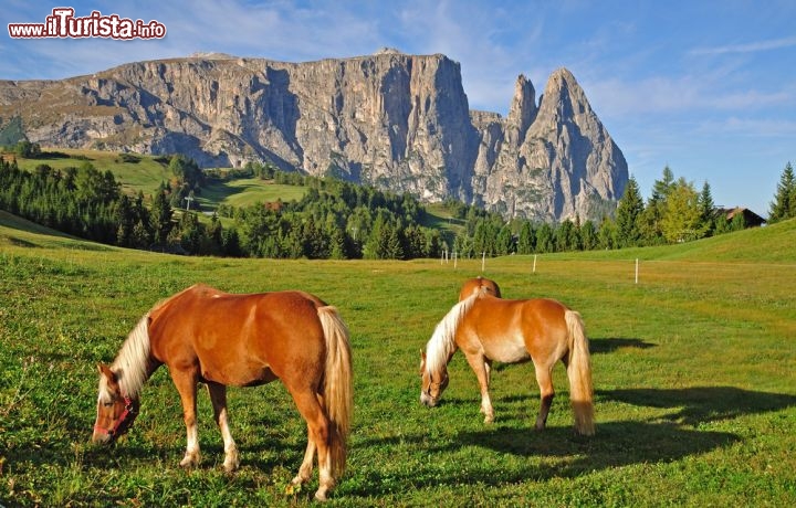 Immagine Monte Sciliar: è compreso nell'omonimo parco nazionale, presso l'Alpe di Siusi in Trentino Alto Adige  - © travelpeter / Shutterstock.com