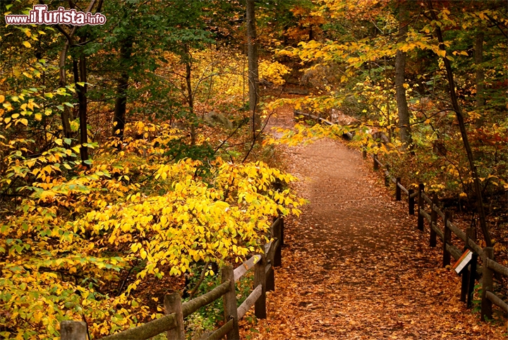 Immagine New York Botanical Garden in autunno, Stati Uniti. Tutte le sfumature del giallo e dell'arancione per la vegetazione del giardino boranico della Big Apple