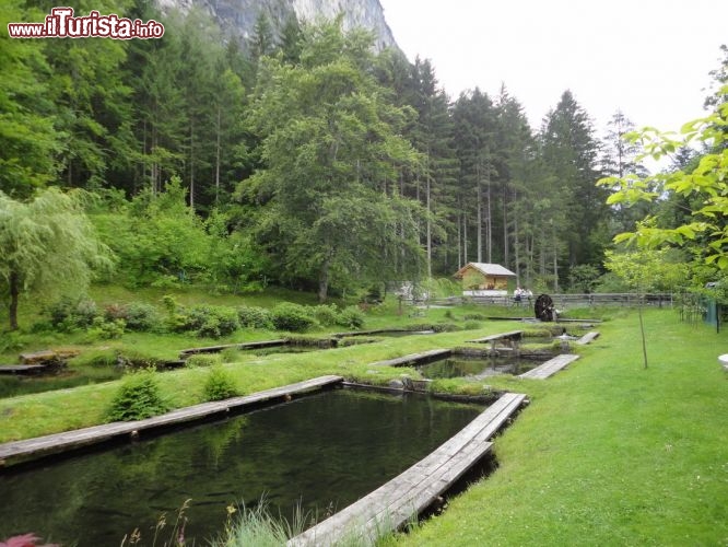 Immagine L'oasi di verde del Parkhotel vicino a Lienz, sul Tristachersee l'unico lago balneabile del Tirolo orientale in Austria
