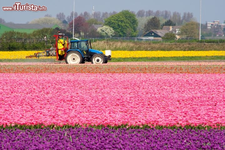Immagine Un trattore al lavoro nelle campagne dell'Olanda : questi coloratissimi fiori si trovano vicino a Lisse, la città dei tulipani e dei giardini di Keukenhof - © VanderWolf Images / Shutterstock.com