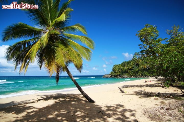 Immagine Una Palma solitaria in una spiaggia deserta di Punta Cana, lungo la costa est della Repubblica Dominicana - © photopixel / Shutterstock.com