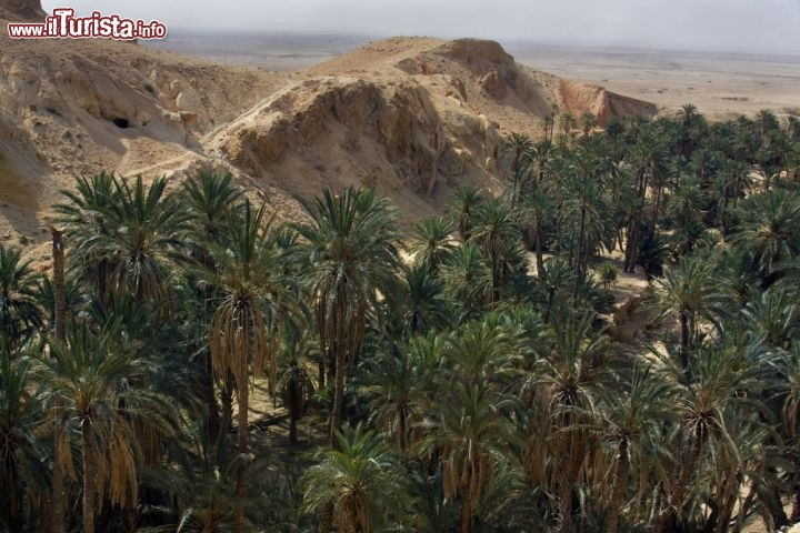Immagine Palme nell'Oasi di Tamerza in Tunisia - © Aleksander Kaasik / Shutterstock.com