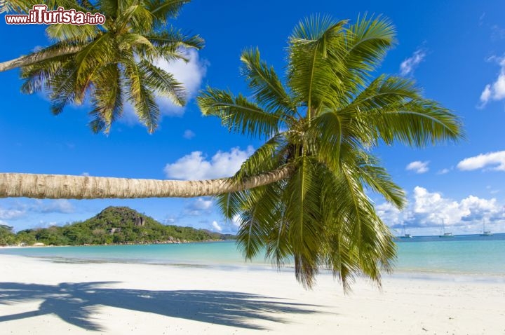 Immagine Palme spettacolari in una delle magnifiche spiagge di Praslin alle Seychelles - © Sergey Khachatryan / Shutterstock.com