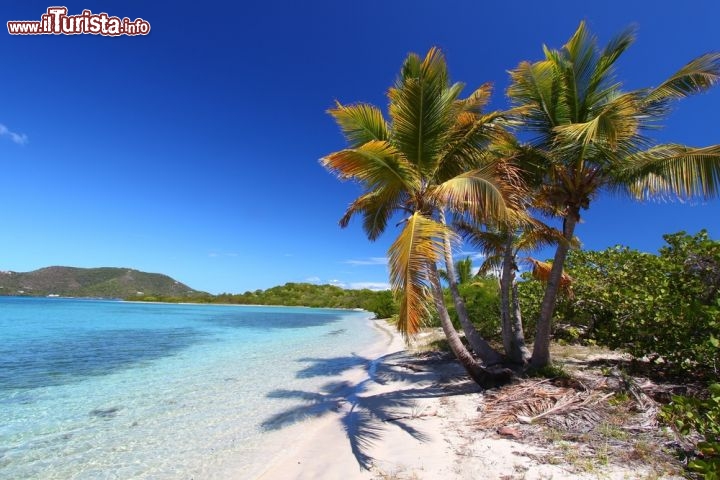 Immagine Palme sulla spiaggia: questo mare tropicale, dalle acque turchesi e le sabbie bianche si trova a Tortola, nelle Isole Vergini Britanniche (BVI) - © Jason Patrick Ross / Shutterstock.com