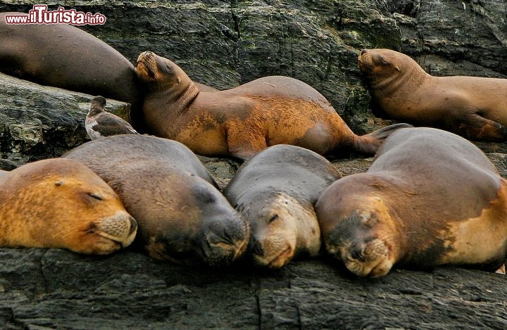 Immagine Particolare di una rilassata colonia di Leoni Marini nella Terra del Fuoco, lungo il Canale di Beagle nei pressi di Ushuaia, Argentina  - © jorisvo / Shutterstock.com