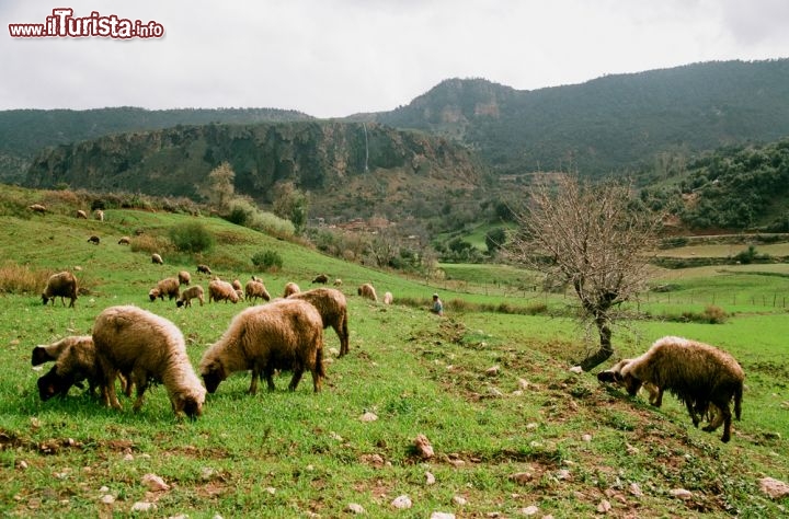 Immagine Pecore al pascolo nei dintorni di  Ifrane in Marocco - © Peky / Shutterstock.com