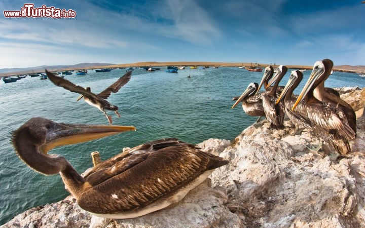 Immagine Pelicani sulla costa di Paracas nel Perù meridionale - © Christian Vinces / Shutterstock.com